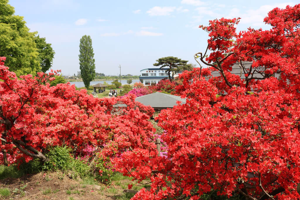 つつじが岡公園のツツジ